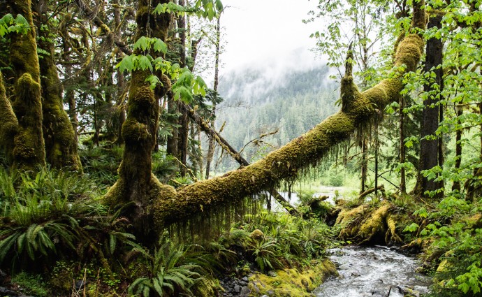 Bob Drzyzgula captures the magic of the Quinault Rainforest in Olympic National Park, Wash.