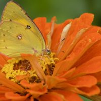 Gallery 2 - Wings of Fancy Live Butterfly & Caterpillar Exhibit