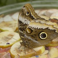 Gallery 3 - Wings of Fancy Live Butterfly & Caterpillar Exhibit