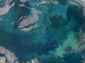This image of phytoplankton blooming in the Barents Sea off northern Russia and Scandinavia was taken from NASA’s Operational Land Imager.