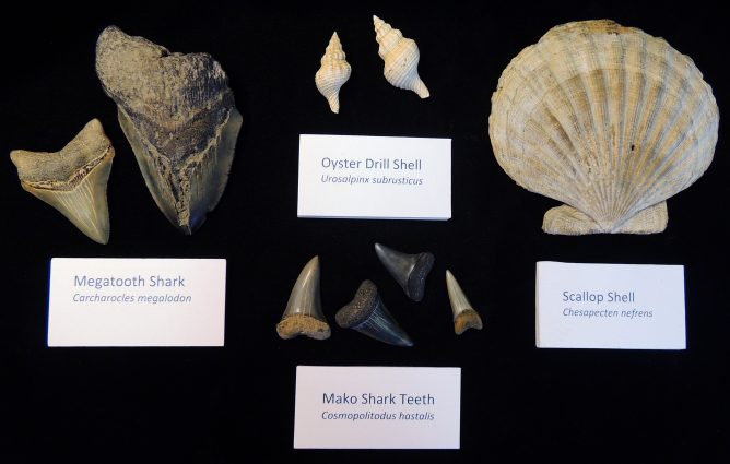A small sample of the diversity of fossils that the Calvert Marine Museum will have on display at Discovery Days.