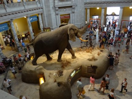 Museums like the Smithsonian Natural History Museum can be overwhelming for those with special needs.