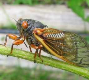 Periodical Cicadas: An Intersection of Human History and Natural History