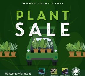 Friends of Black Hill Nature Programs Online Native Plant Sale