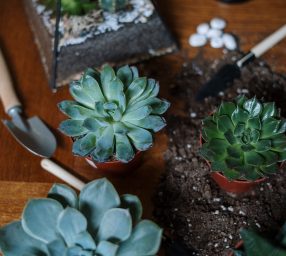 Planting and Caring for Succulents