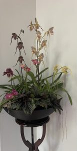 Growing Orchids at Home: Tips, Trick, Lessons Learned